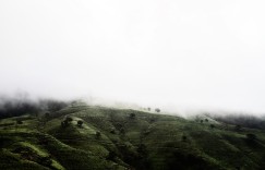 如何辨别普洱春茶的真伪