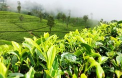 普洱生茶年份鉴定的方法指南 for 茶界新手