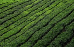 如何评估中期茶的存储质量？关注这4个关键因素