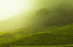 高山茶叶和平地茶叶的差异对比