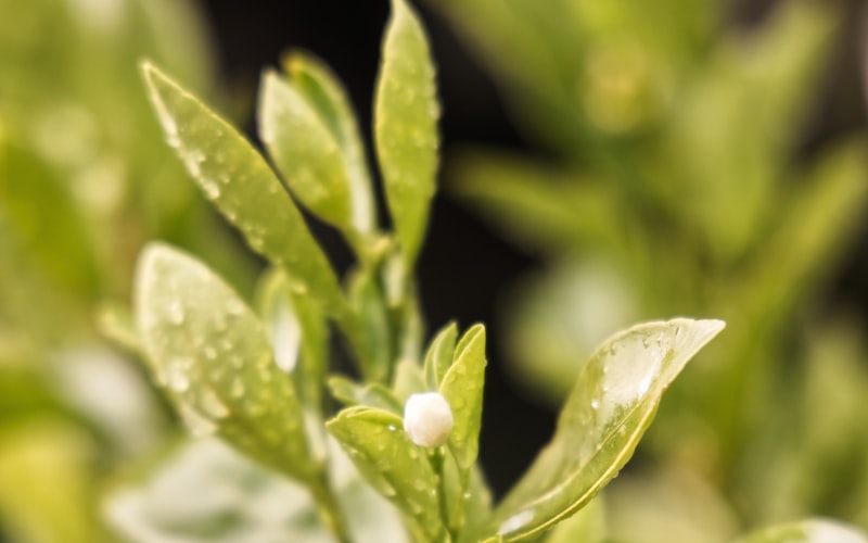 如何辨别普洱茶的质量好坏插图