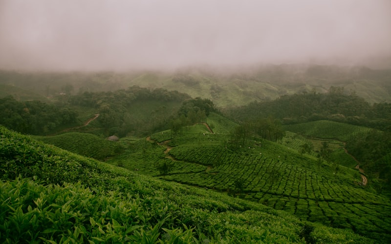 普洱茶的7大益处，一探究竟插图