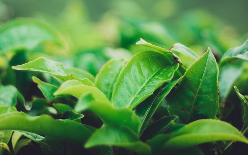 如何辨别普洱茶的春茶、谷花茶和雨水茶？插图