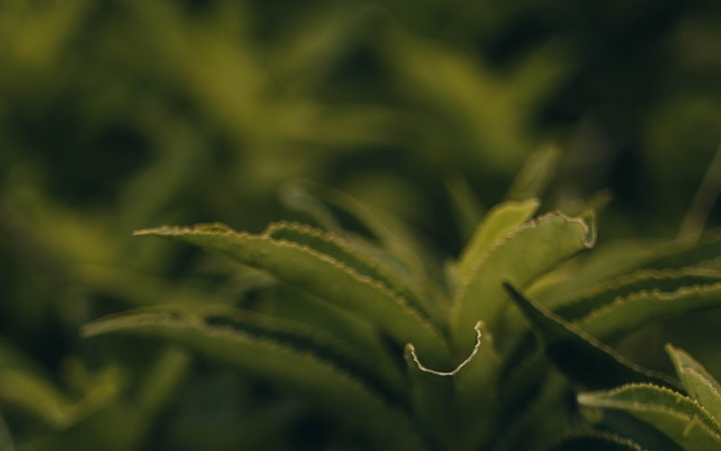 为何昔日易武茶品感清淡，经数年陈放后茶香渐浓？插图