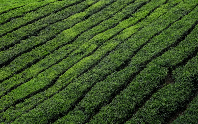 普洱茶的自然陈化过程是怎样的？插图