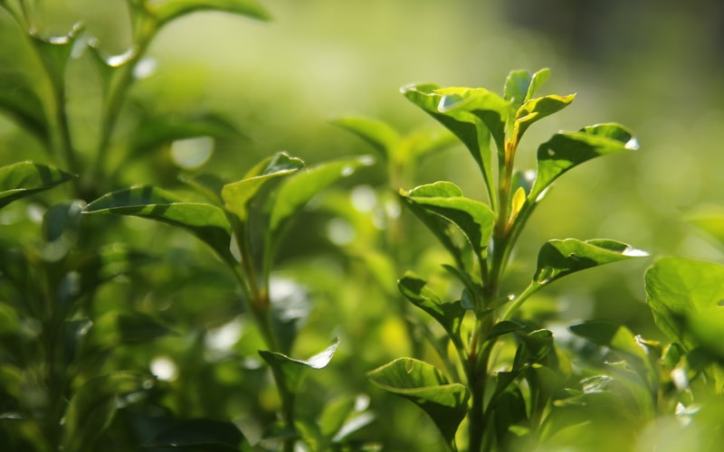 为何茶商不积极向你推荐次年的普洱生茶？插图